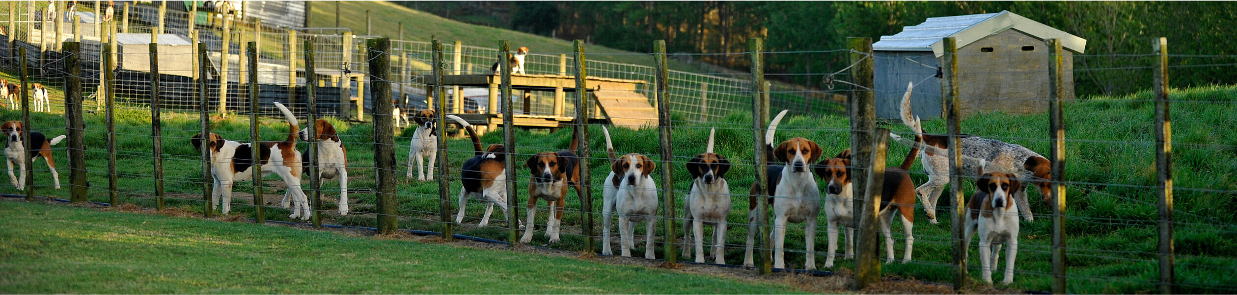 Kennel management hero